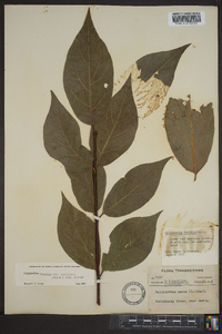 Calycanthus floridus image