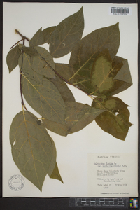 Calycanthus floridus var. laevigatus image