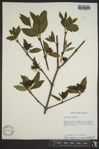 Calycanthus floridus image