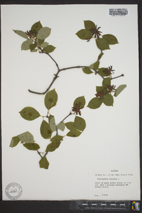 Calycanthus floridus image