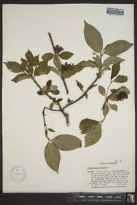 Calycanthus floridus image