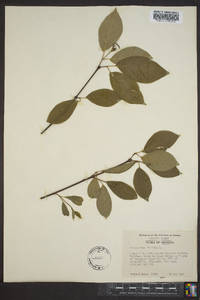 Calycanthus floridus image