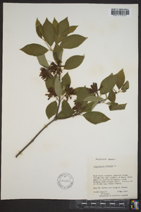 Calycanthus floridus image