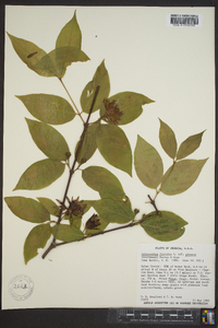 Calycanthus floridus image