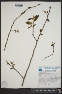 Asimina parviflora image