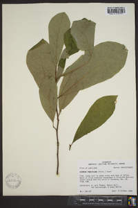 Asimina parviflora image