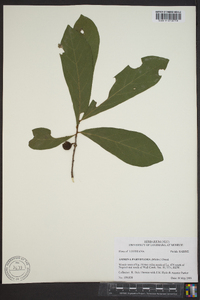 Asimina parviflora image