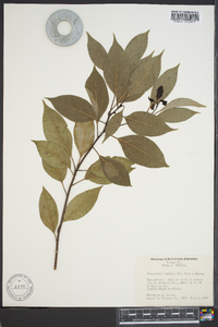 Cinnamomum camphora image