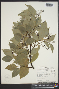 Cinnamomum camphora image