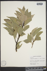 Cinnamomum camphora image