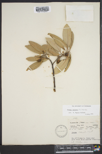 Persea borbonia image