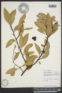 Persea borbonia image