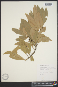 Persea borbonia image