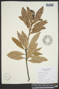 Persea borbonia image