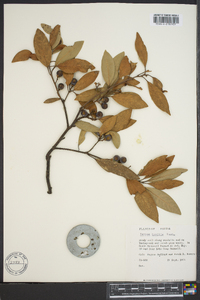 Persea humilis image