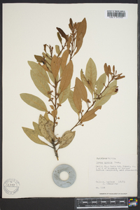 Persea humilis image