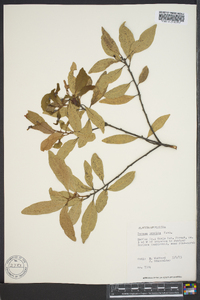Persea humilis image