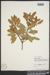 Persea humilis image