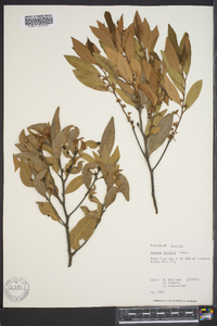 Persea humilis image