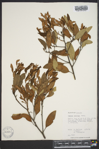 Persea humilis image