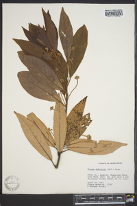 Persea palustris image
