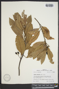 Persea palustris image