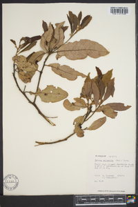 Persea palustris image