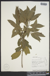 Ocotea coriacea image