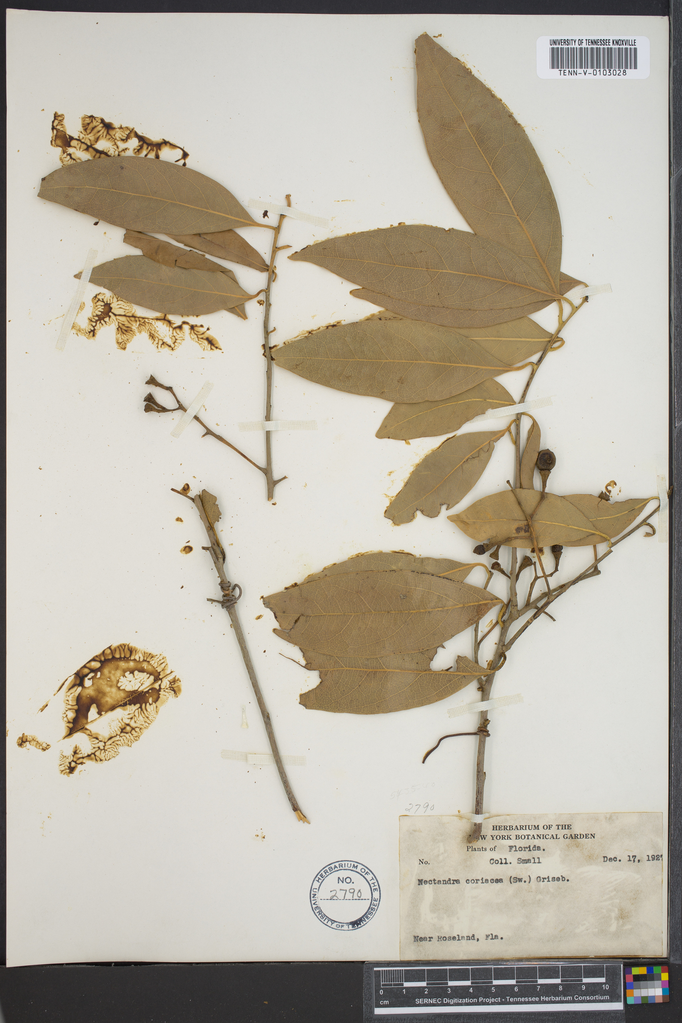 Nectandra coriacea image