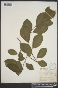 Lindera benzoin var. pubescens image