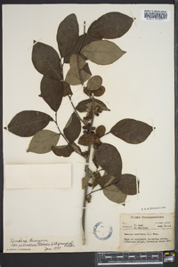 Lindera benzoin var. pubescens image