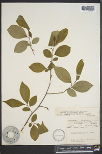 Lindera benzoin var. pubescens image