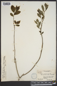 Lindera benzoin var. pubescens image