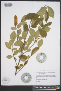 Lindera benzoin var. pubescens image