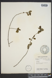 Lindera benzoin var. pubescens image