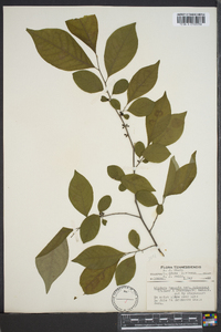 Lindera benzoin var. pubescens image