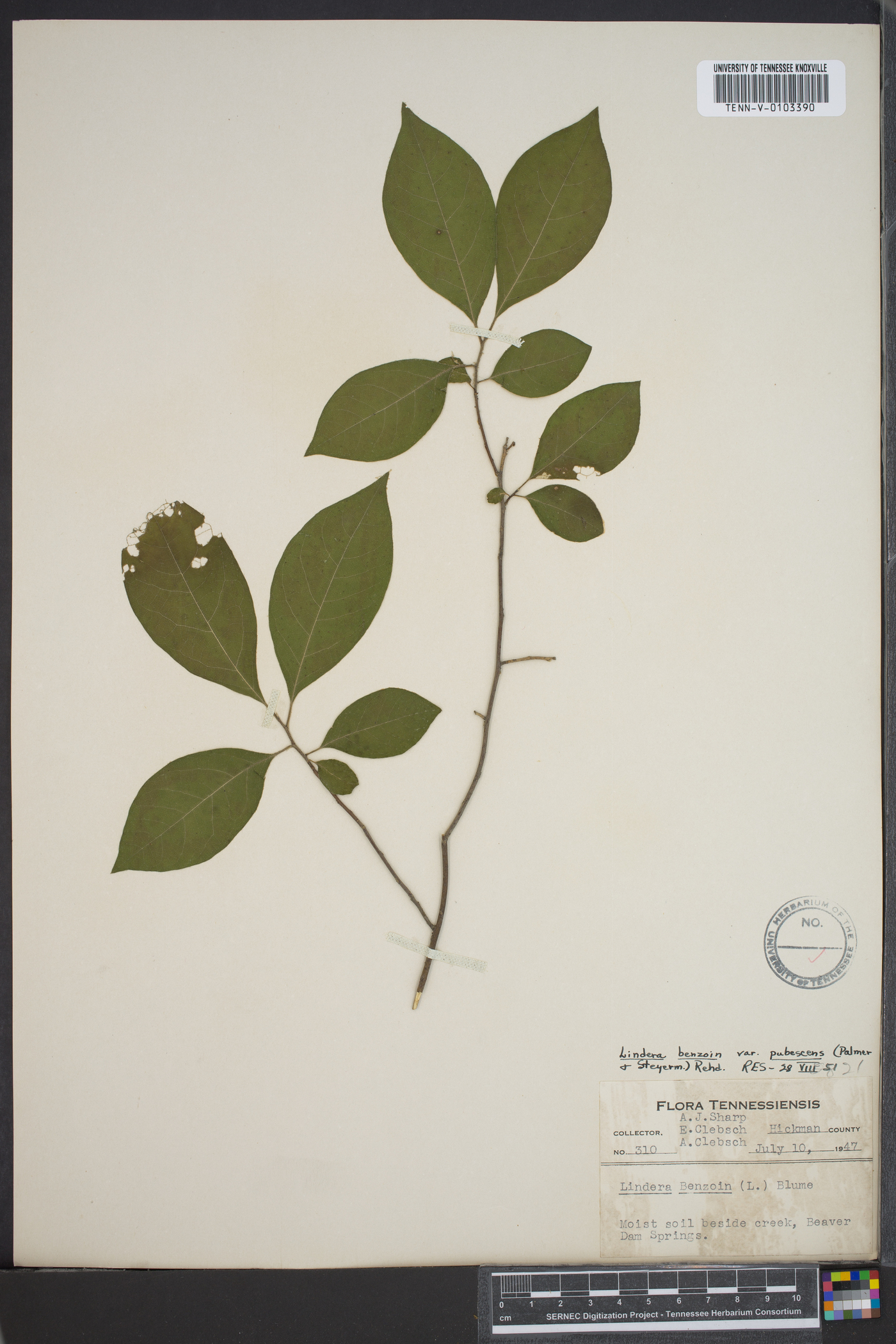 Lindera benzoin var. pubescens image