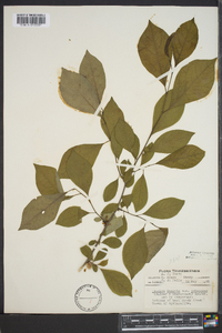 Lindera benzoin var. pubescens image