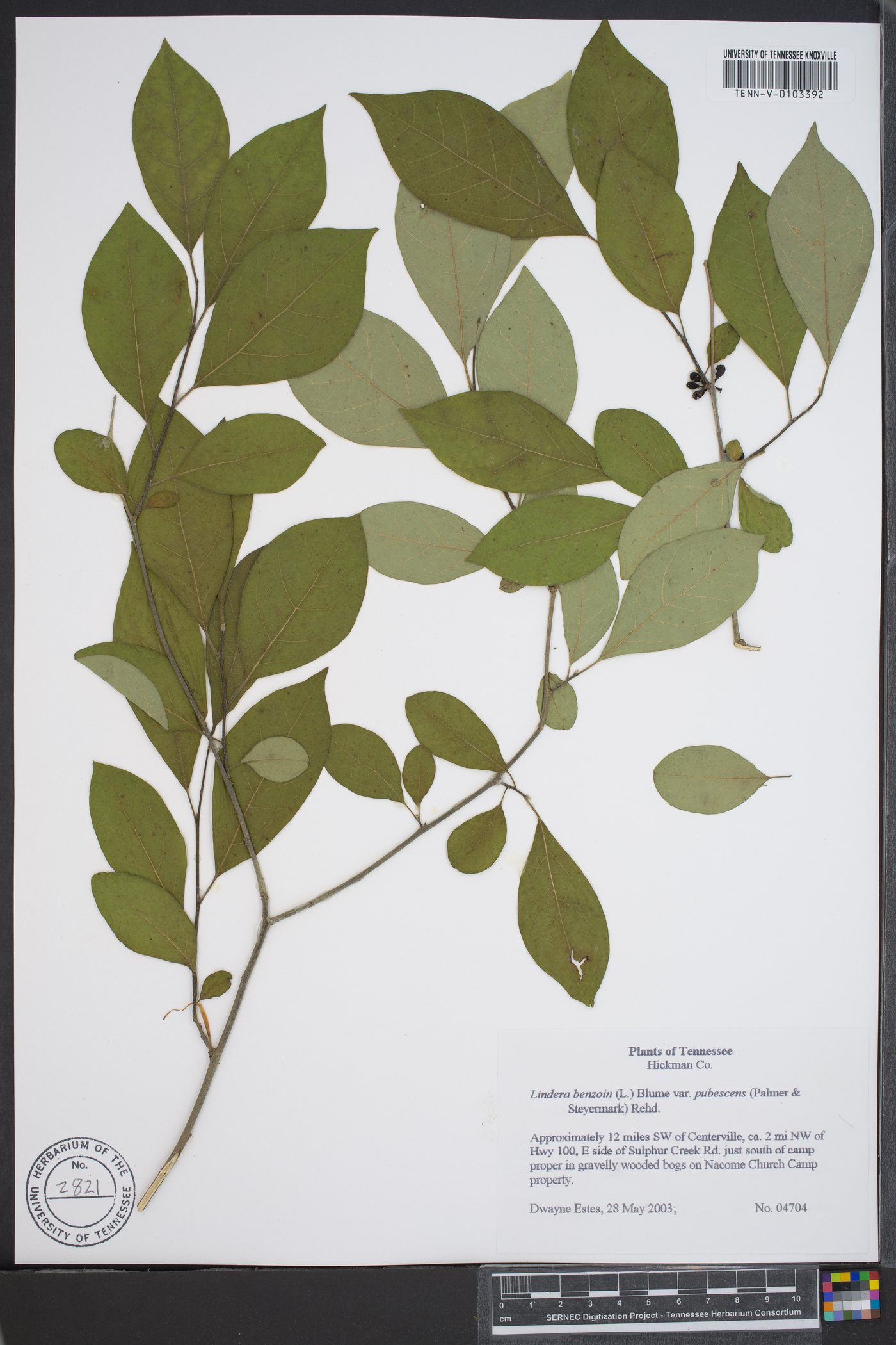 Lindera benzoin var. pubescens image