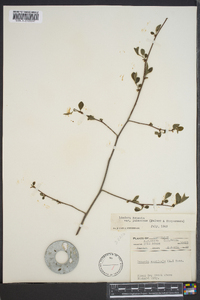 Lindera benzoin var. pubescens image