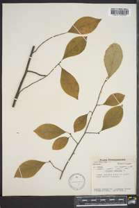 Lindera benzoin var. pubescens image