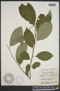 Lindera benzoin var. pubescens image