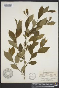 Lindera benzoin var. pubescens image