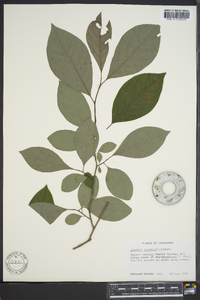 Lindera benzoin var. pubescens image