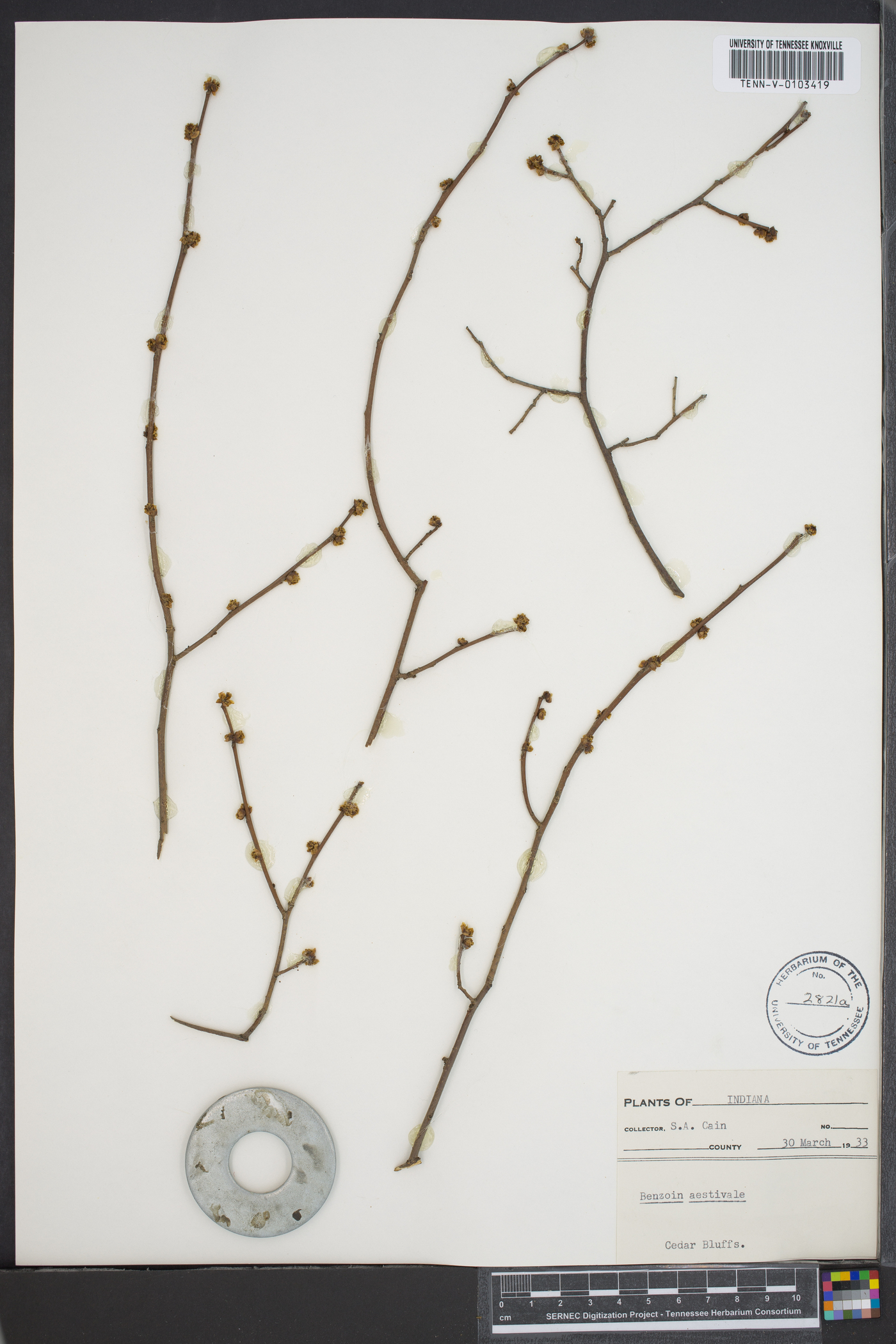 Benzoin aestivale image