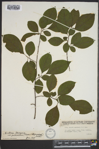 Lindera benzoin var. pubescens image