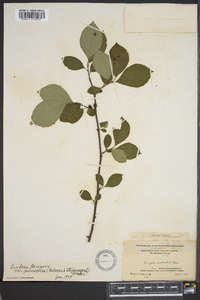 Lindera benzoin var. pubescens image