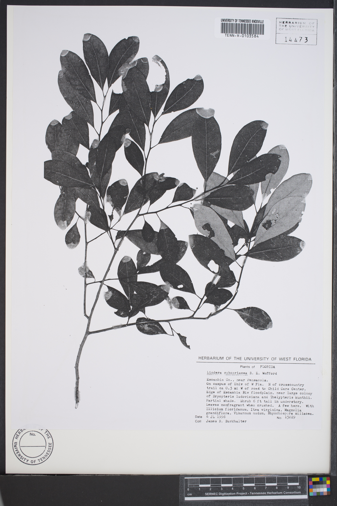 Lindera subcoriacea image