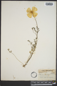 Eschscholzia californica image