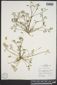 Eschscholzia minutiflora image